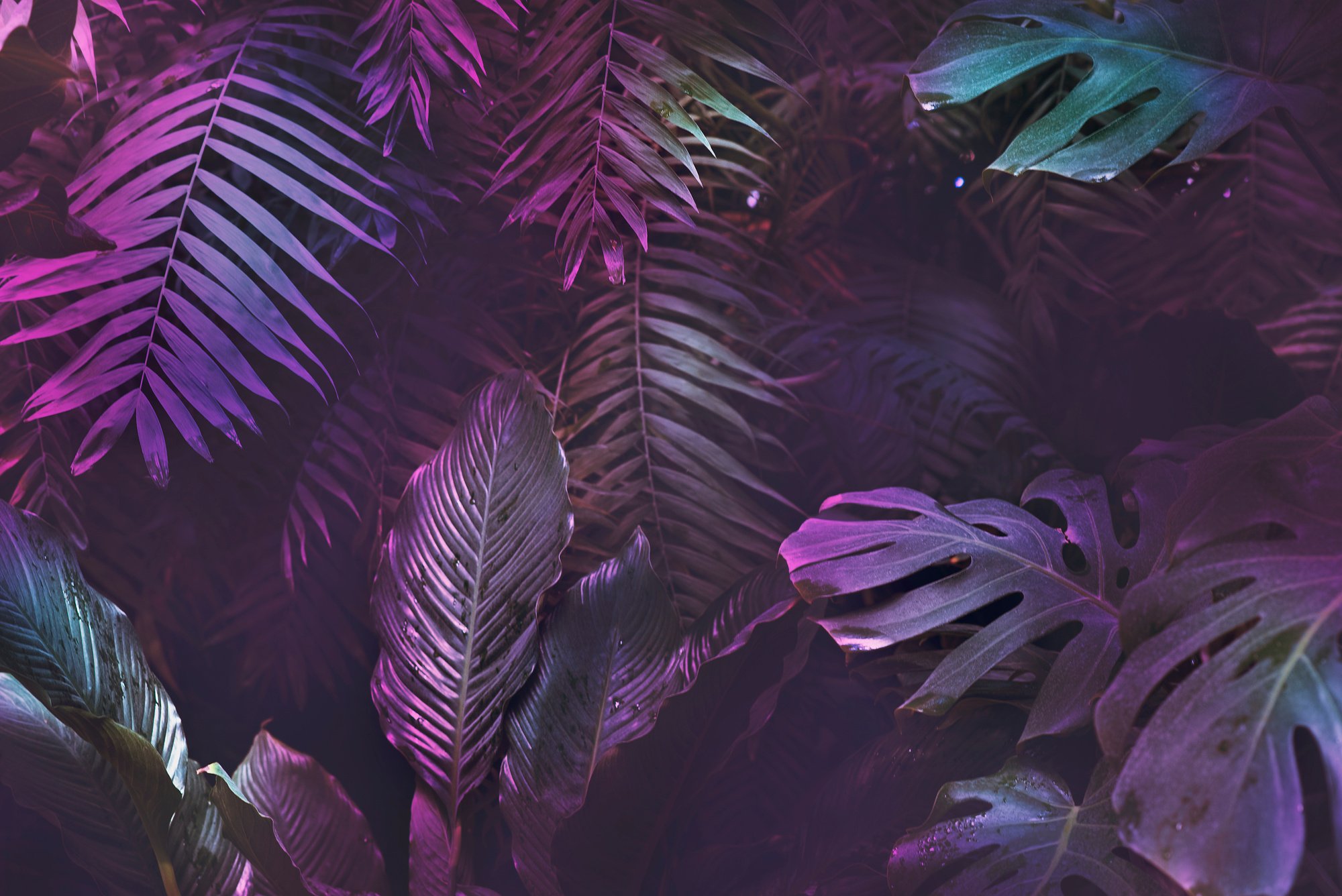 Bright neon tropical palm background leaves pink and dark jungle texture