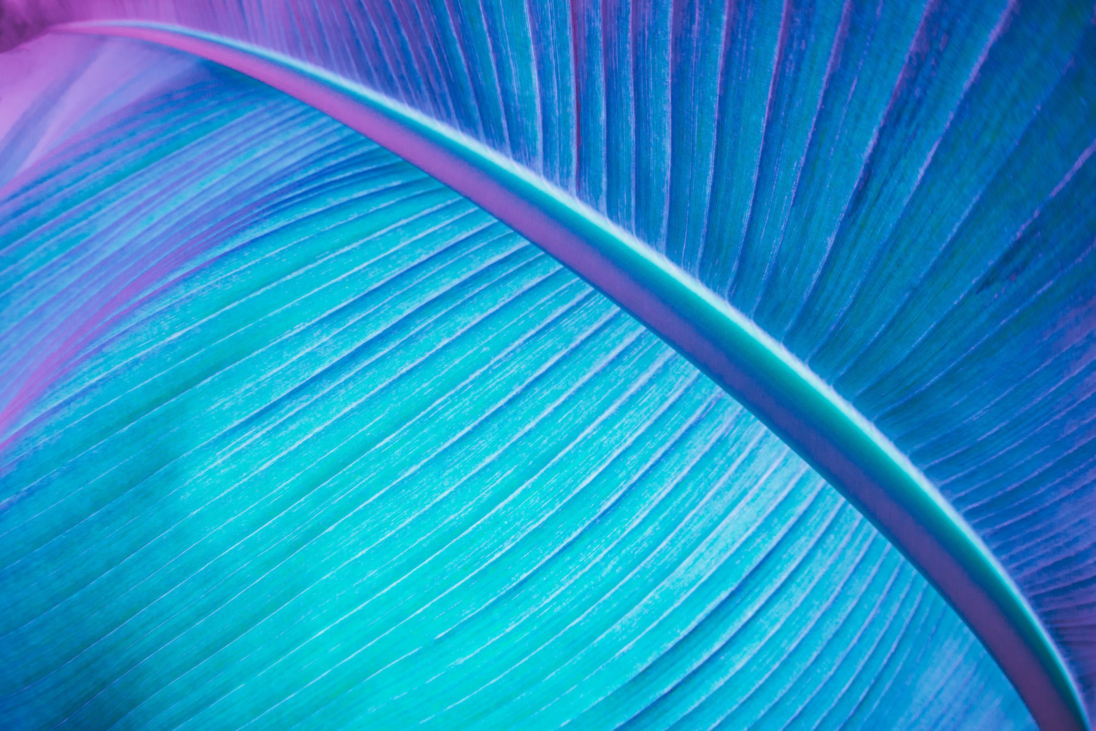 Abstract neon colored plant.